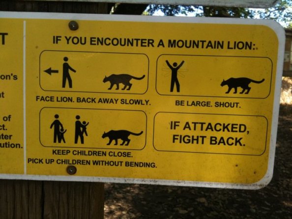 if you see a mounatin lion..